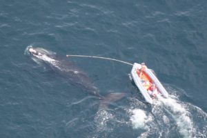 Woods Hole Oceanographic Institution (WHOI) researchers tag a North Atlantic right whale. Photo by Mark Baumgartner