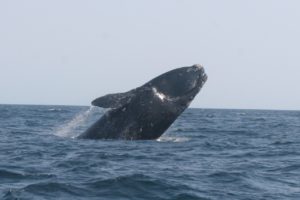 Breaching North Atlantic right whale