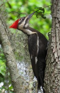 Pileated Woodpecker Photo by Michelle Frazier